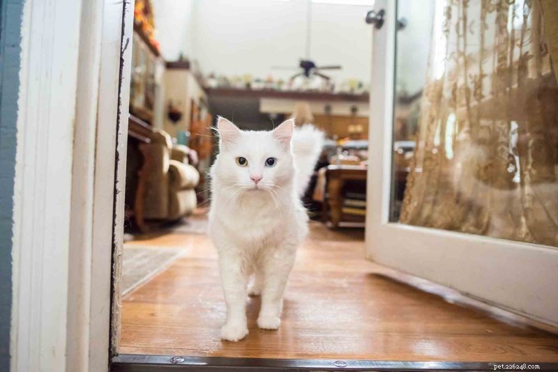 Общение с котенком:что хочет вам сказать хвост вашей кошки?