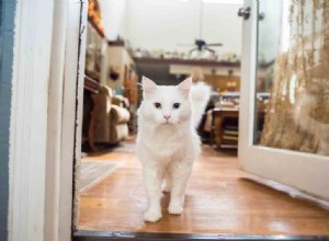 Comunicação do gatinho:o que o rabo do seu gato está tentando lhe dizer?