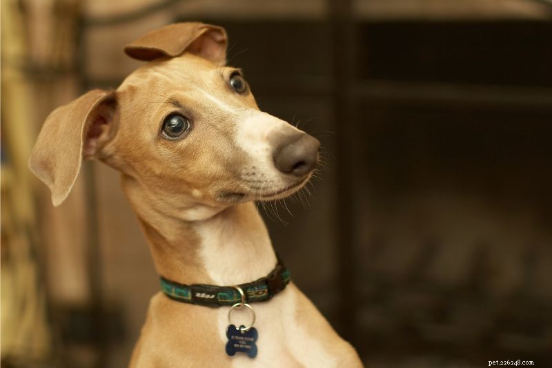 Wheaton Animal Hospitals 10 bästa bloggar om husdjursvård 2019