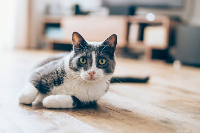 Boj s ledvinovými problémy u koček