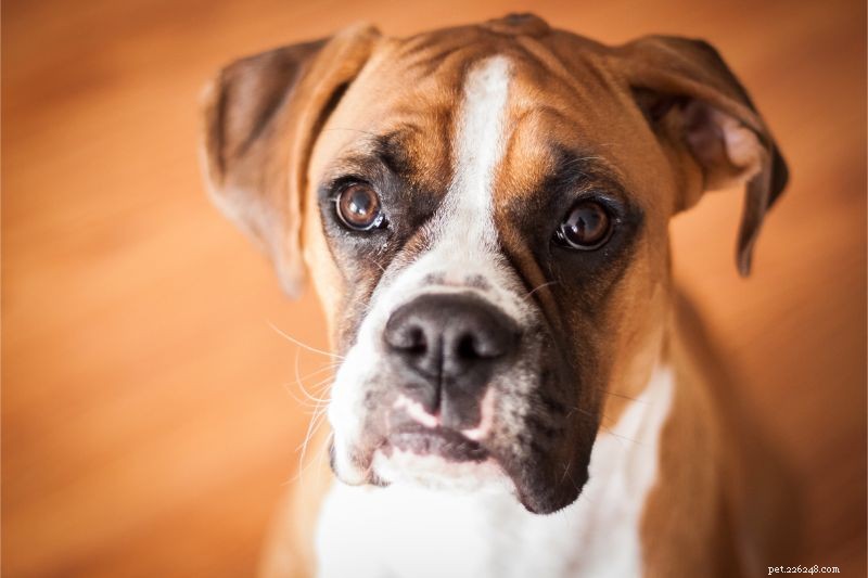 Bloat bij honden:een echte noodsituatie