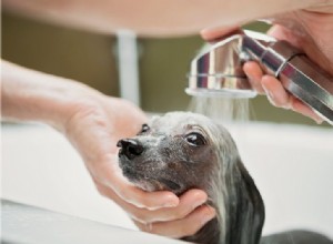 Ajuda! Meu animal de estimação foi pulverizado por um gambá!