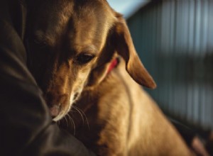 Ufa! Meu cachorro mais velho fede… Por quê?