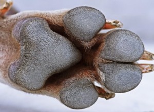 Por que as patas do meu animal de estimação cheiram a fritos?