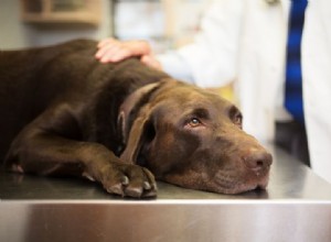 Uma solução para a dor:terapia a laser frio para animais de estimação