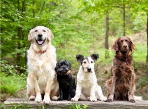 Tudo o que você precisa saber sobre o teste de DNA de animais de estimação ﻿