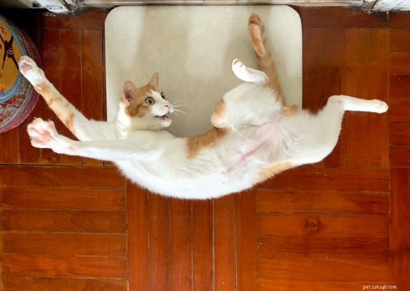 A volta do luxo:5 maneiras de mimar seu gato