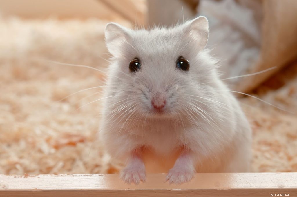 Peludos e pequenos, esses 10 melhores roedores são ótimos animais de estimação