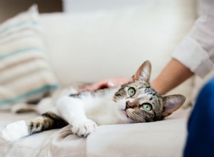 Compreendendo a Piometra em Cães e Gatos