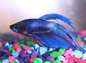 Peixe Betta 101