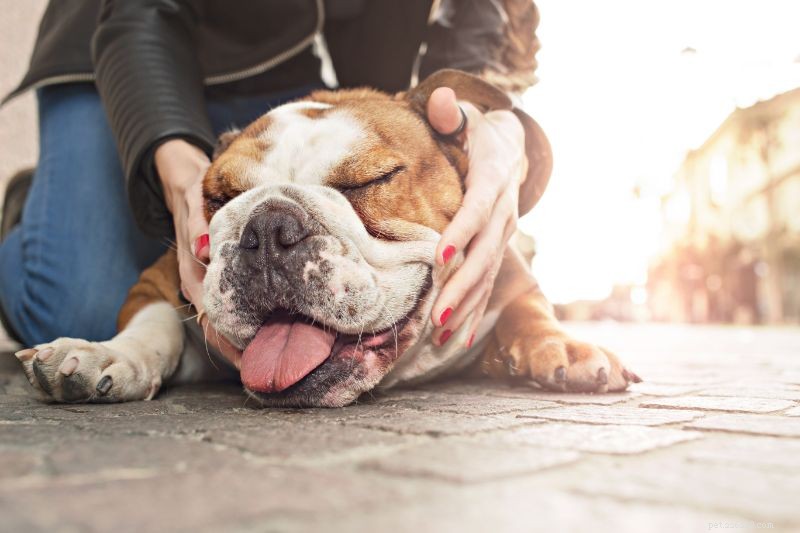 Kämpar för att andas:När ditt husdjur har astma