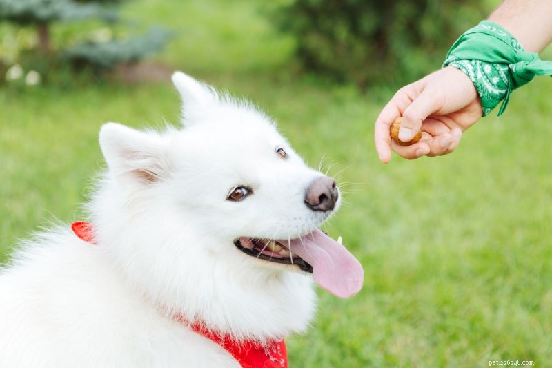 Det proteinfyllda mellanmålet:Kan hundar äta nötter?