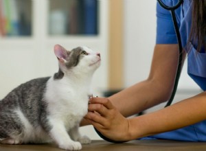 FIV/FeLV u koček:Co byste měli vědět