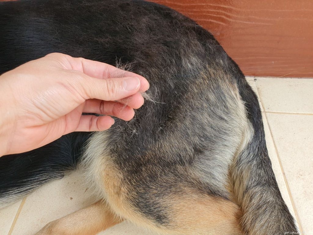도와주세요, 우리 강아지의 대머리입니다!