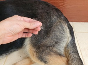 Socorro, meu cachorro está ficando careca!