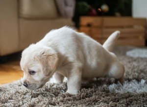 犬と猫の尿の問題 