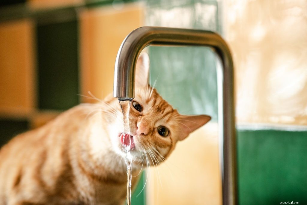 Wheaton 수의사의 조언:애완동물에게 필요한 물의 양은?