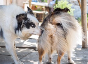 Zaostřeno na veterinární služby Wheaton:Anální žlázy