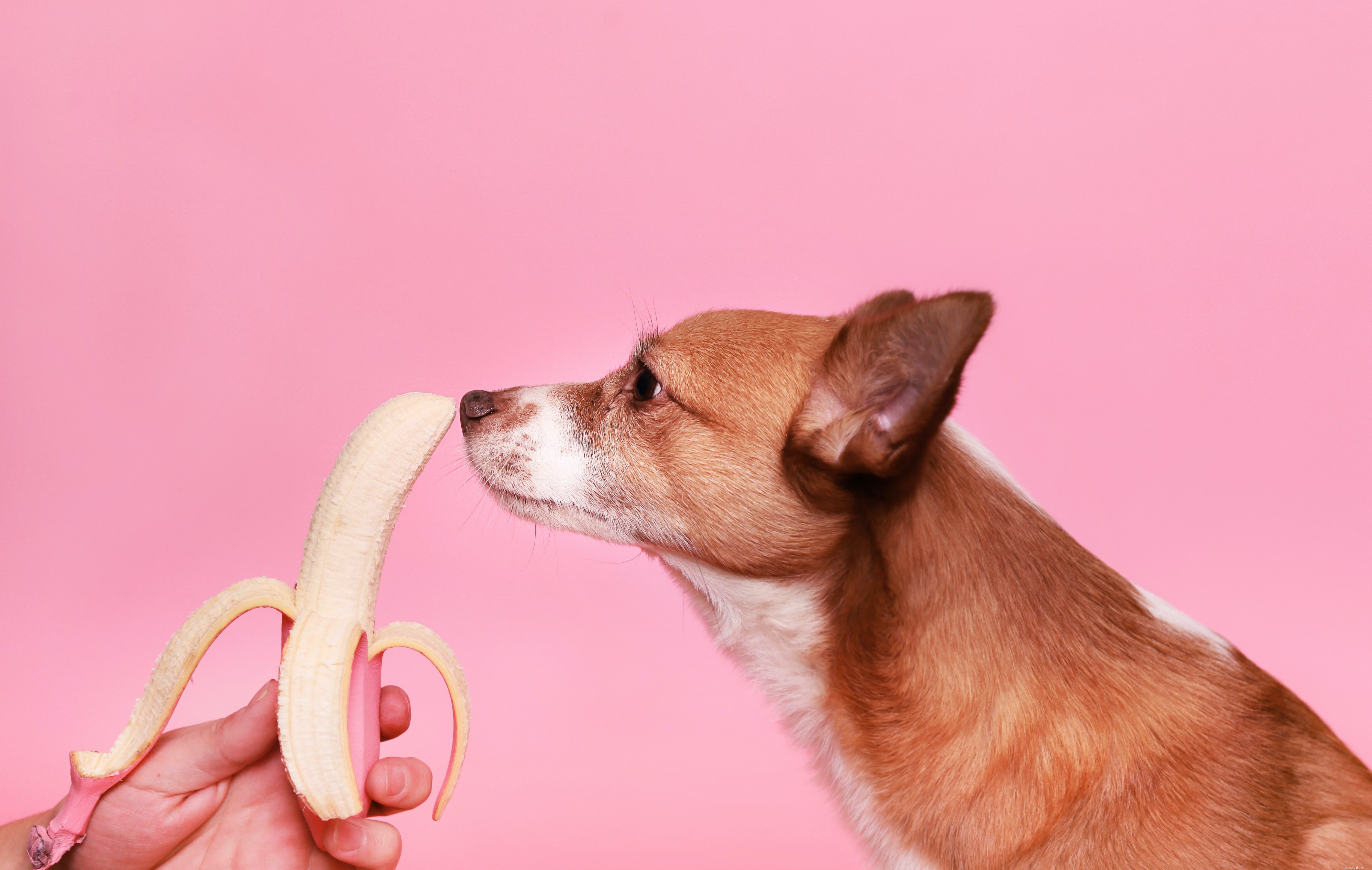 Hoe maak je thuis gezonde hondensnoepjes