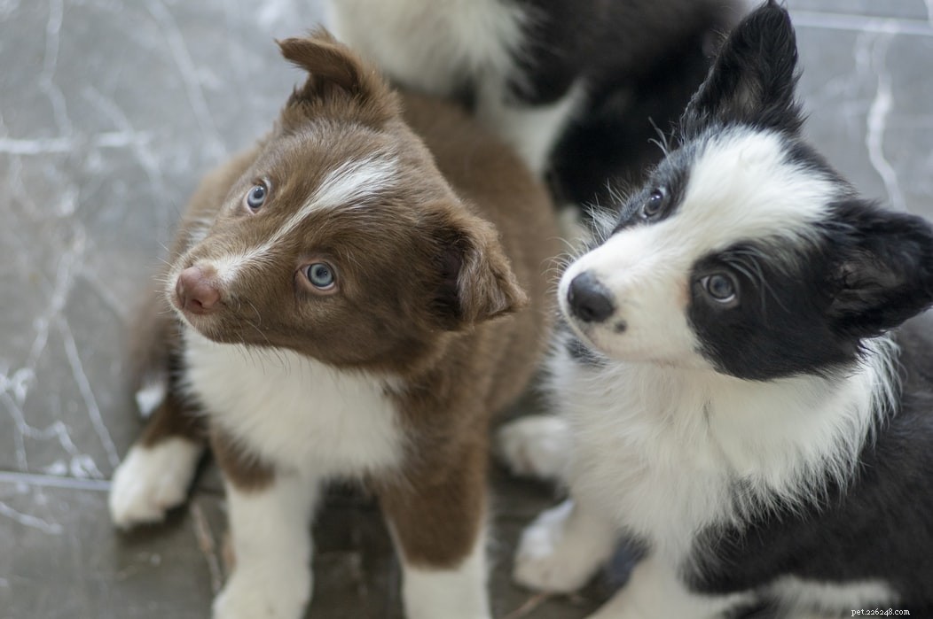 Как познакомить собаку с новым щенком