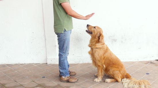 Как познакомить собаку с новым щенком