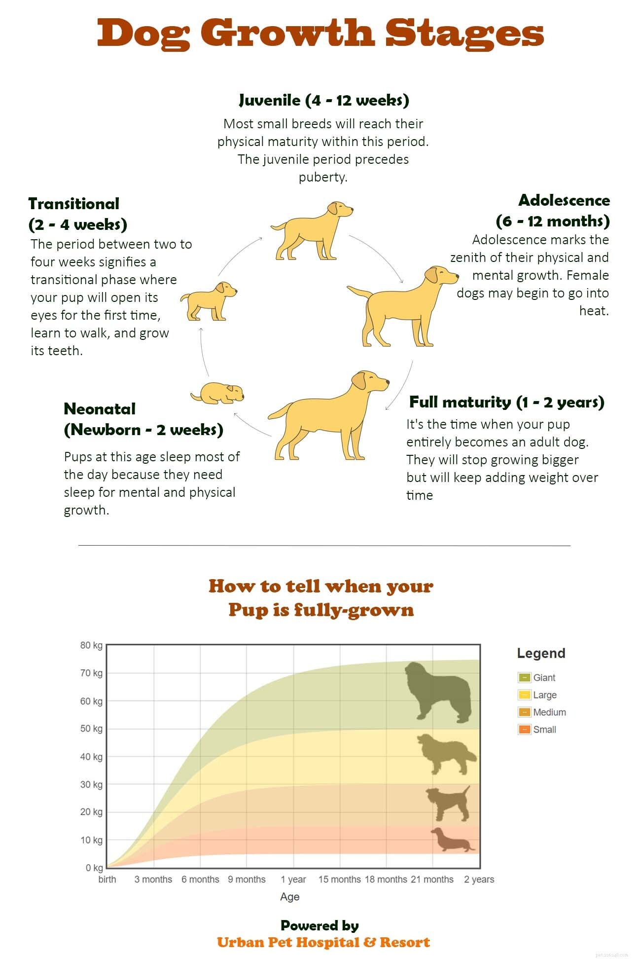 A che età i cani smettono di crescere?