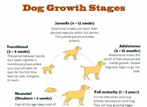 Com que idade os cães param de crescer?