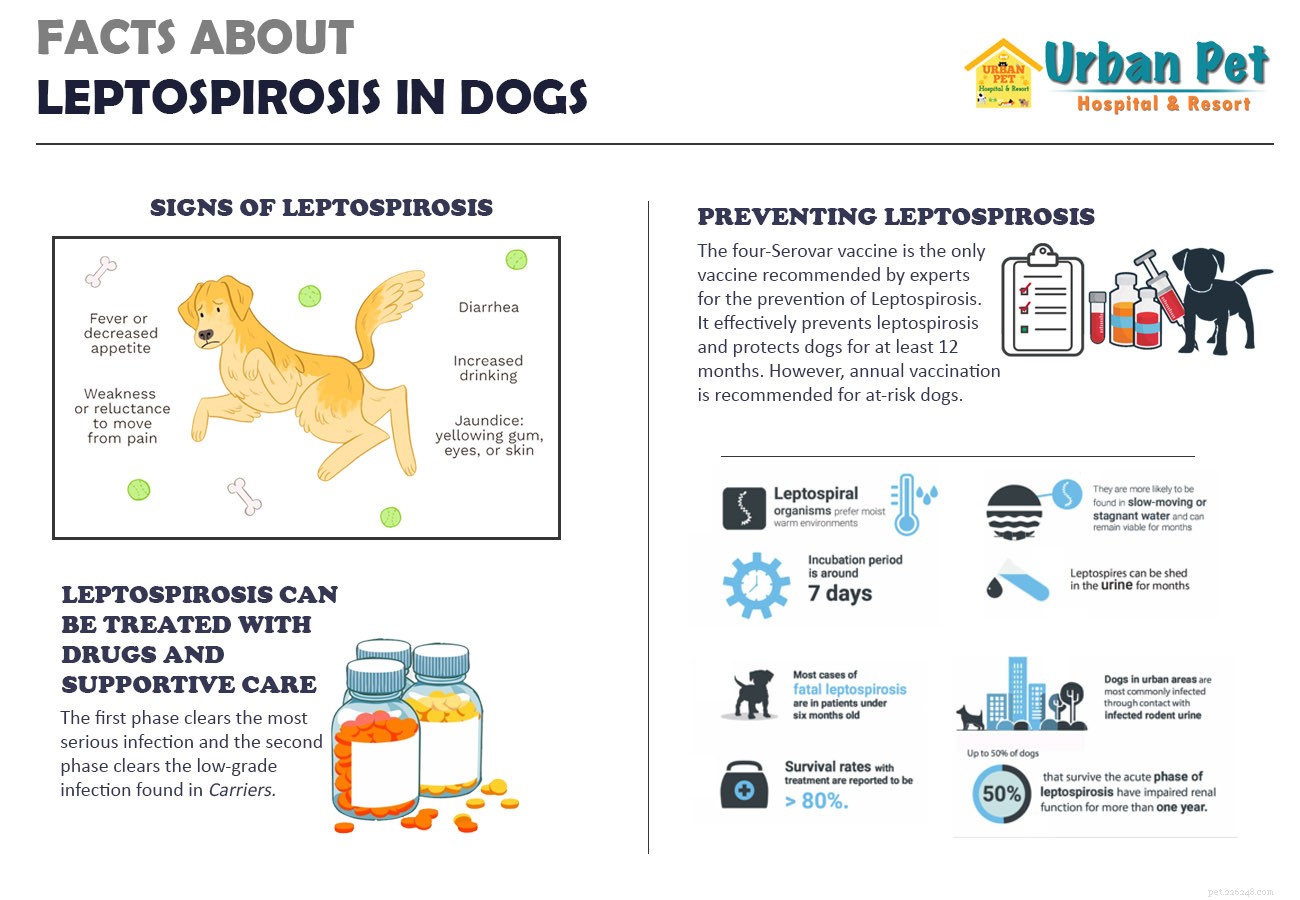 Hoe leptospirose bij honden te behandelen