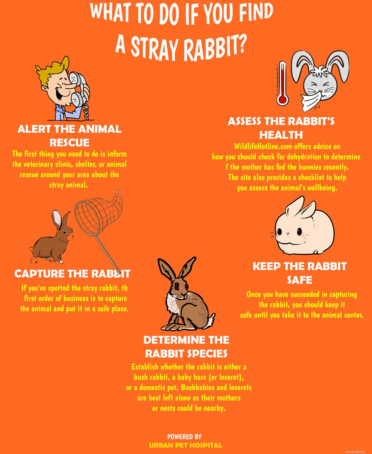 Hur firar man Adopt a Rescued Rabbit Month?
