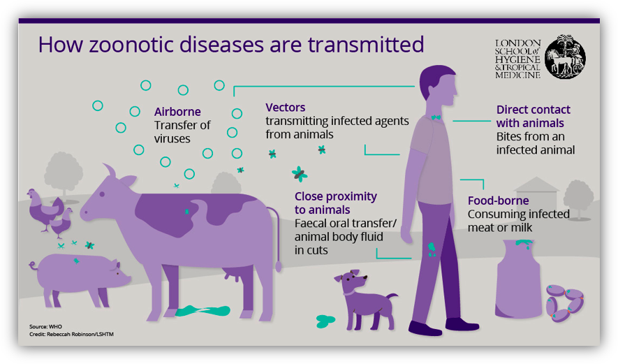 Fatos sobre doenças zoonóticas [Infográfico]