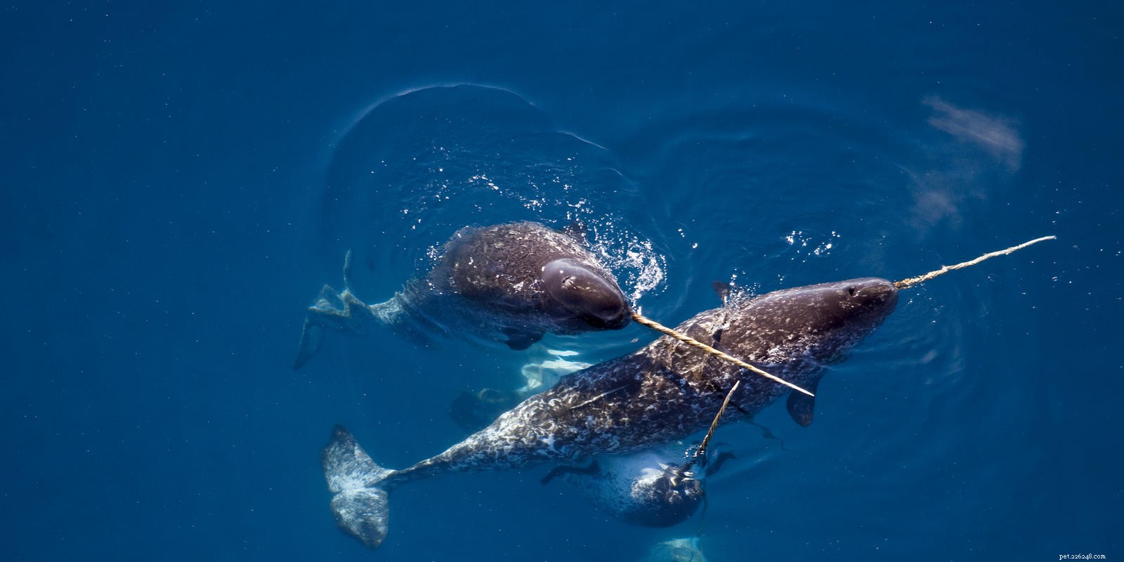 10 mammifères marins à connaître !