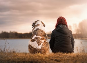 Como escolher uma raça de cão perfeita para sua personalidade?