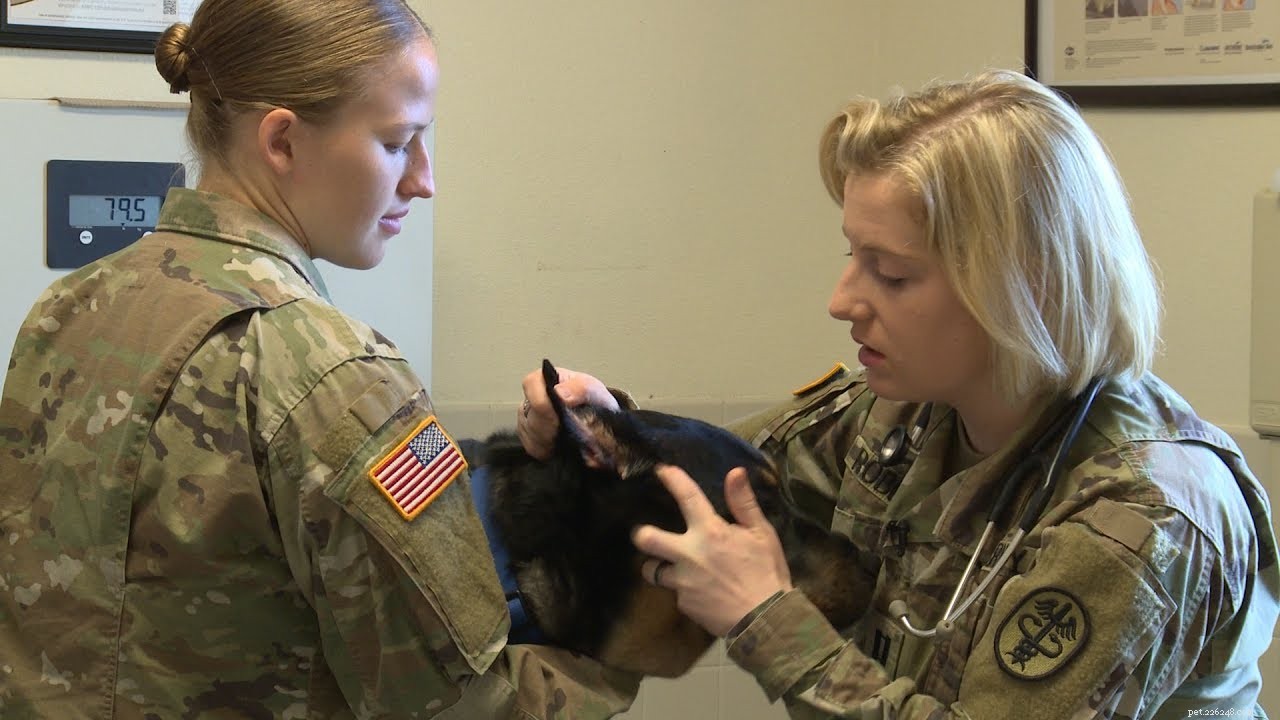 Psykiskt och fysiskt stark:arbetsmoral bär militär veterinär