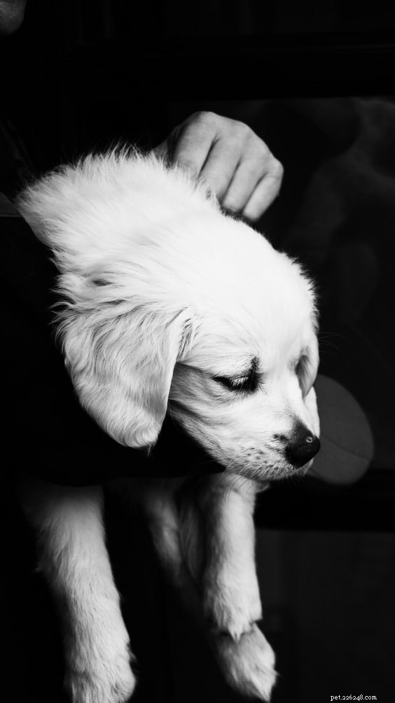 포인트 체크리스트:개를 소유하는 동안 예상해야 하는 비용은 무엇입니까? 