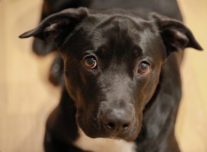 12 doenças caninas que você pode combater com vacinação