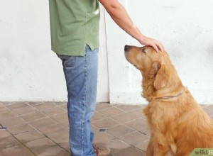 Como você apresenta seu cão velho a um novo cão?