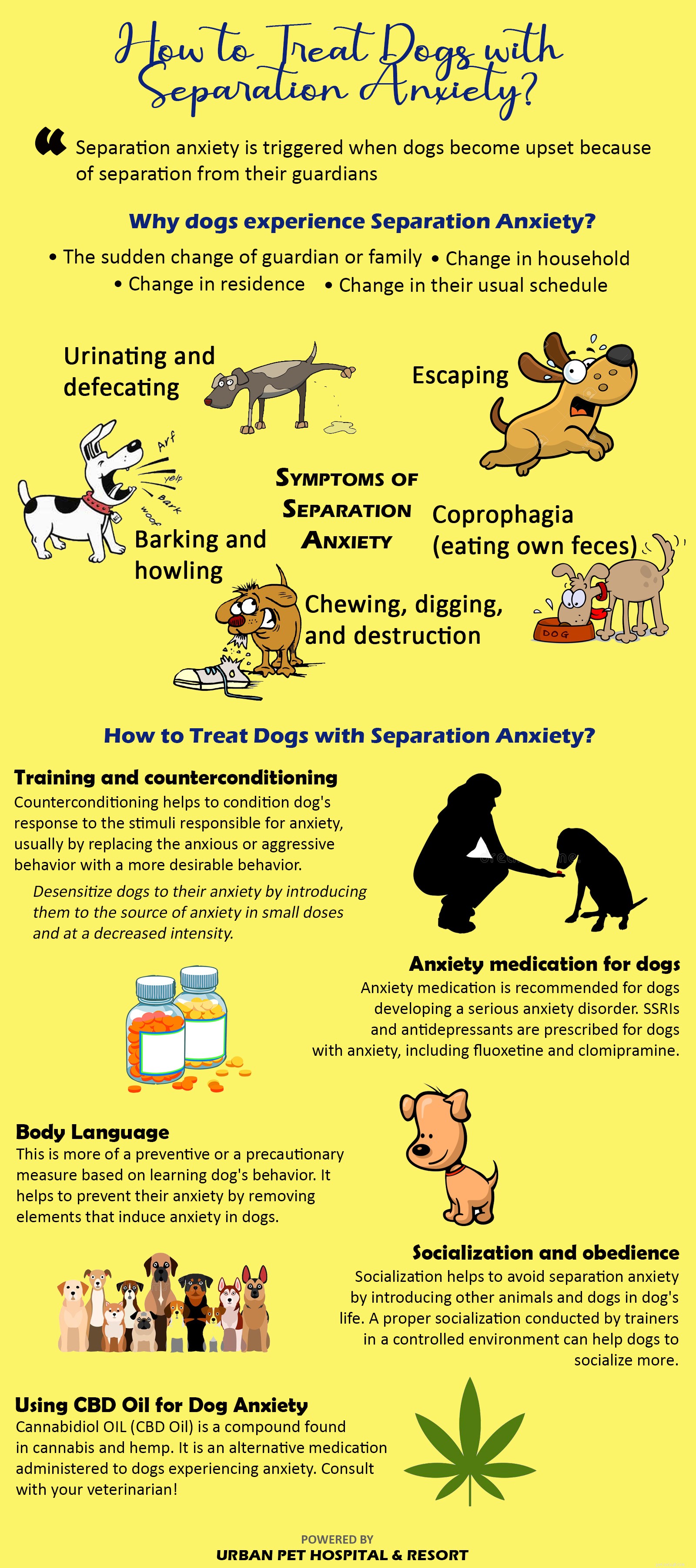 Aqui estão as 5 soluções para a ansiedade de separação do seu cão