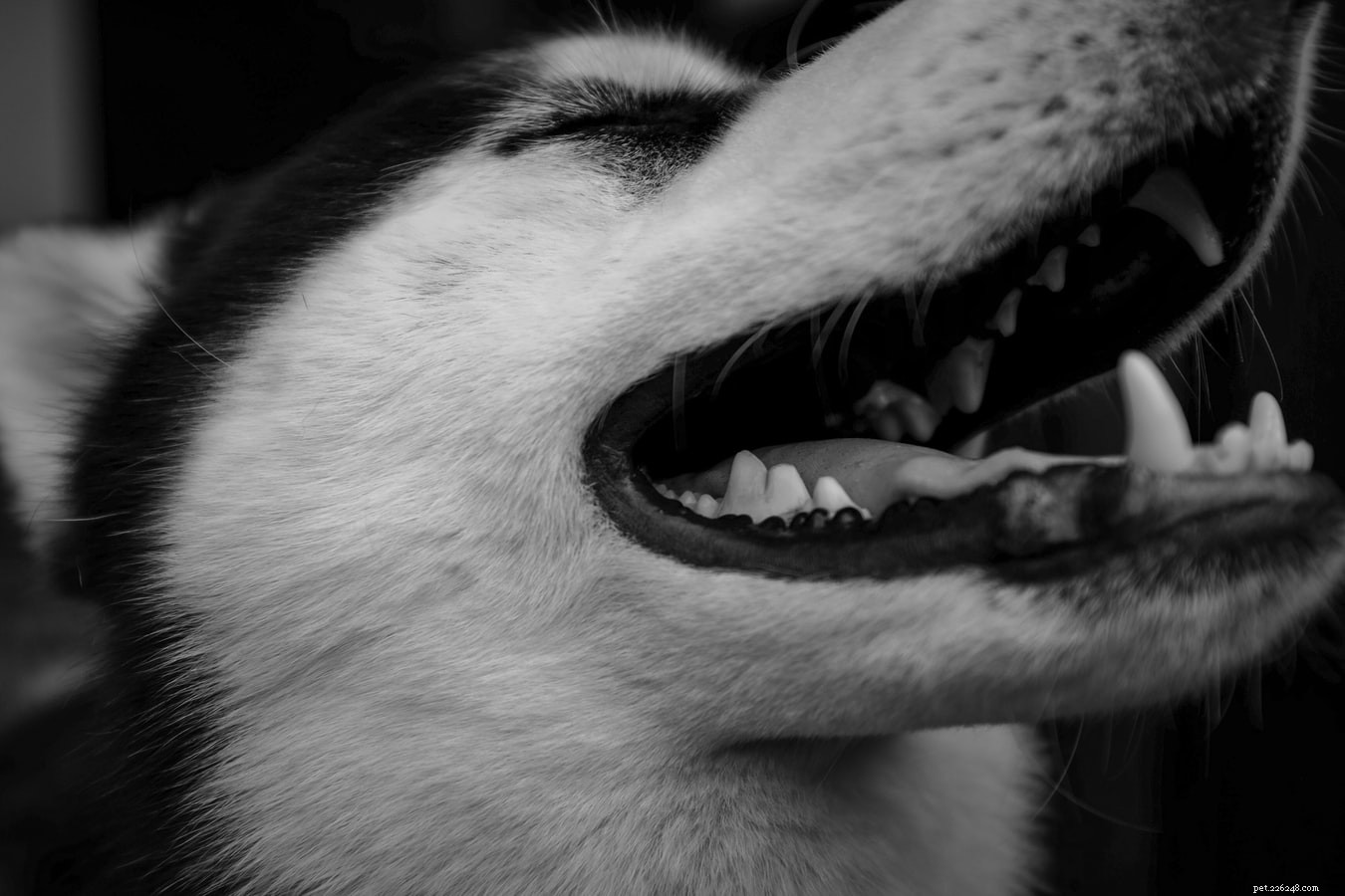 7 tips om een ​​gezonde mondhygiëne bij honden te behouden