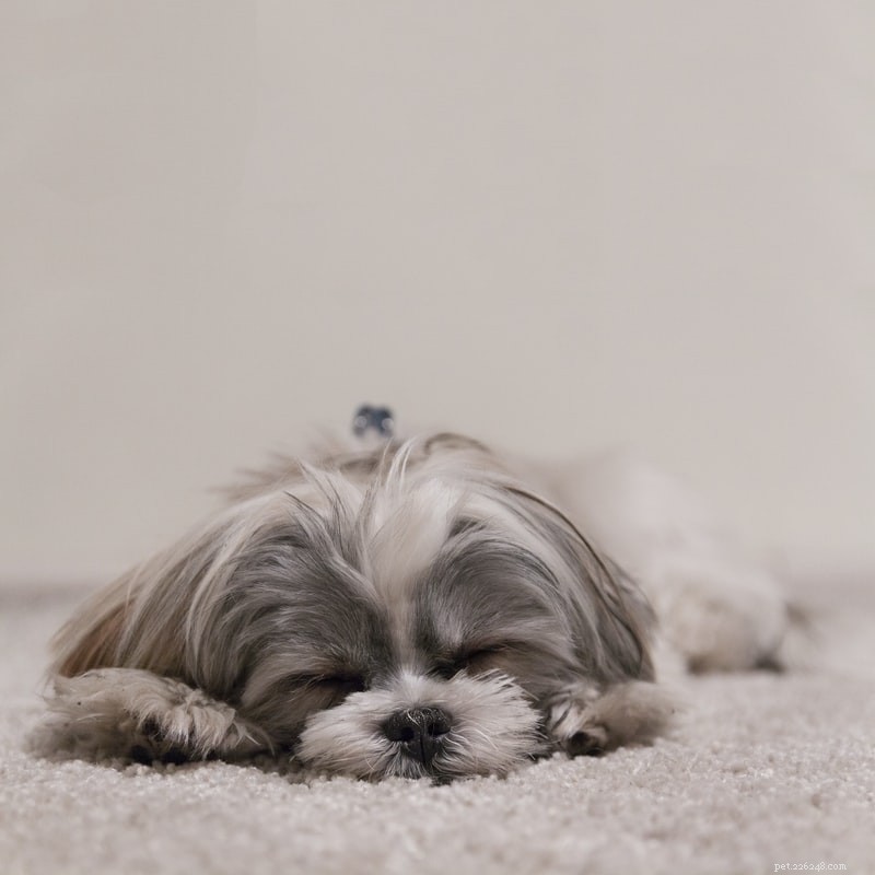あなたの犬の睡眠位置はどういう意味ですか？ 
