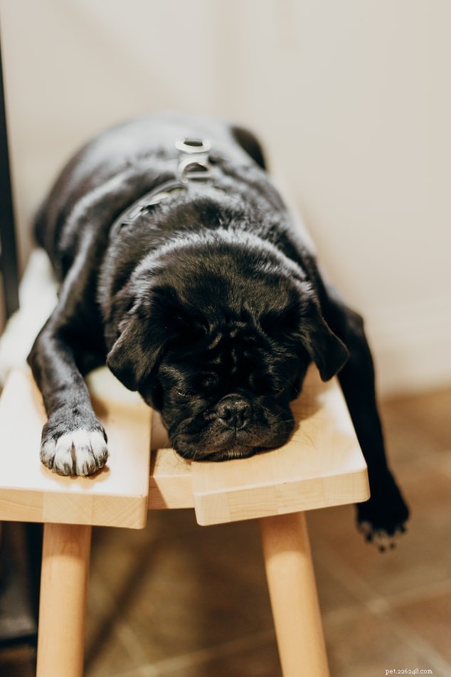 Que signifie la position de sommeil de votre chien ?