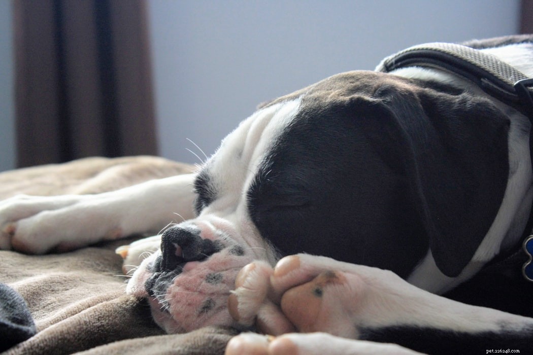 Vad betyder din hunds sovställning?