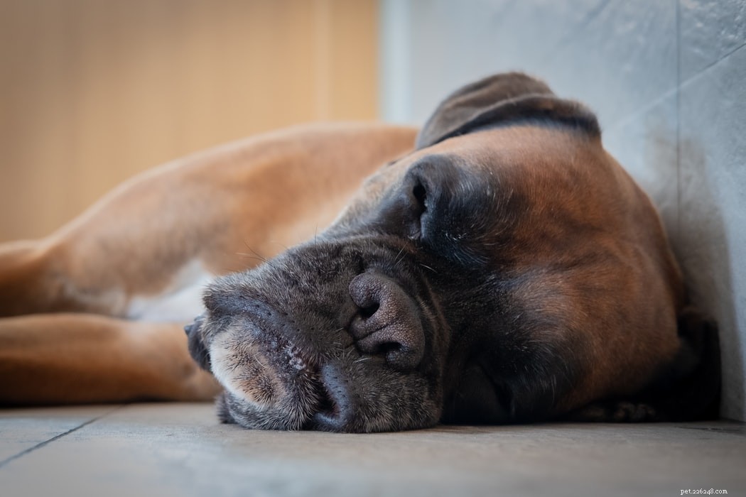 Vad betyder din hunds sovställning?