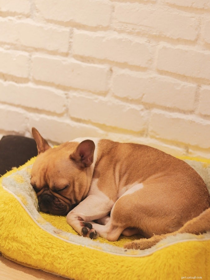 Что означает поза для сна вашей собаки?