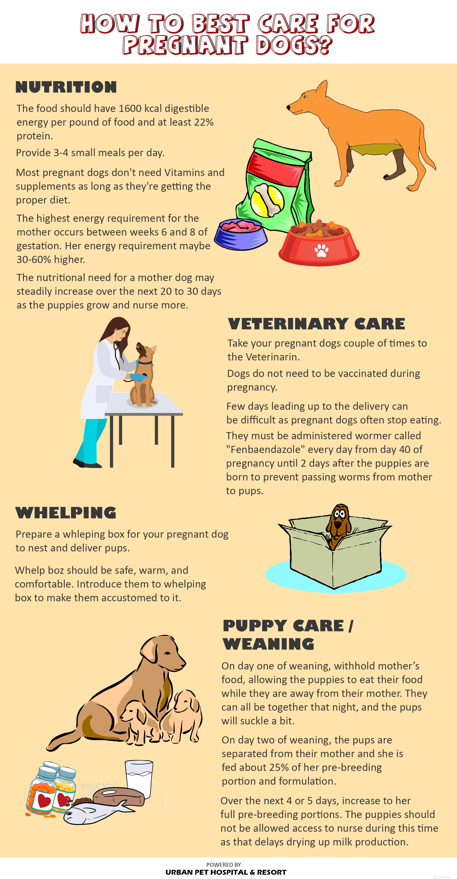 임신한 개를 돌보는 방법은 무엇입니까?