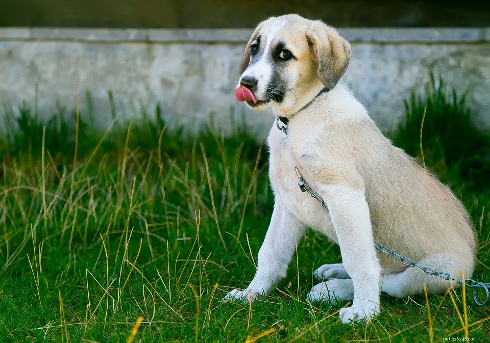 Essentiële dingen om te weten over hondenvoeding en -supplementen