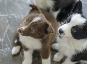 あなたのコミュニティで動物福祉を促進する方法は？ 