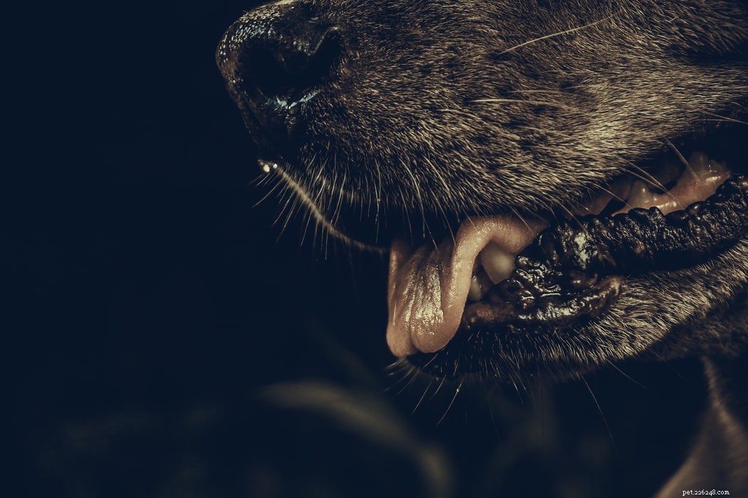 애완동물의 세균 감염을 치료하는 방법은 무엇입니까?