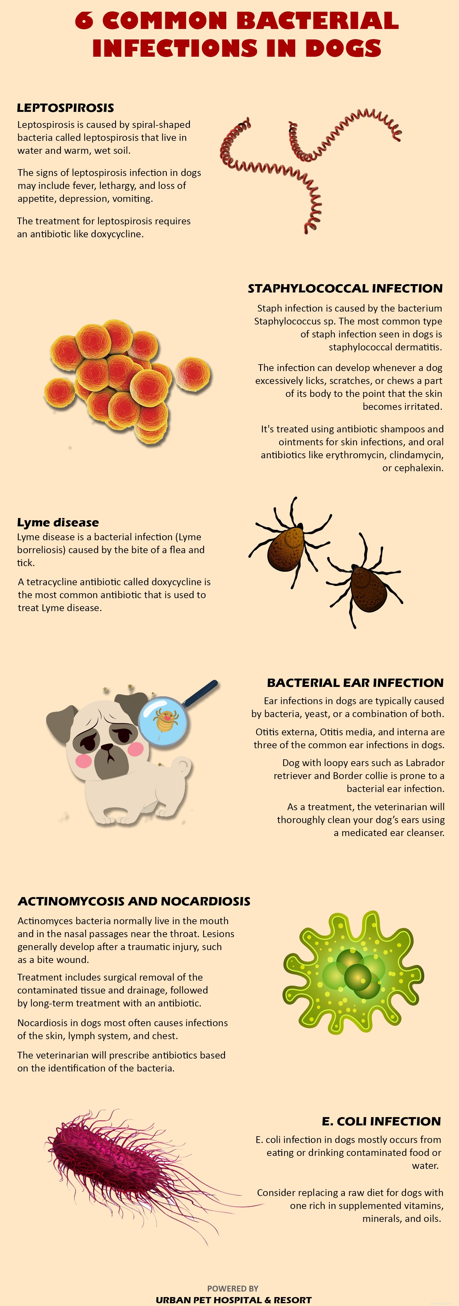 あなたのペットの細菌感染症を治療する方法は？ 