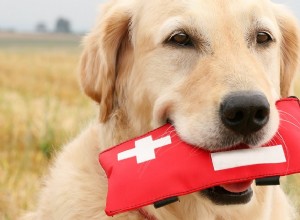 Como prevenir a doença de inverno comum em cães?