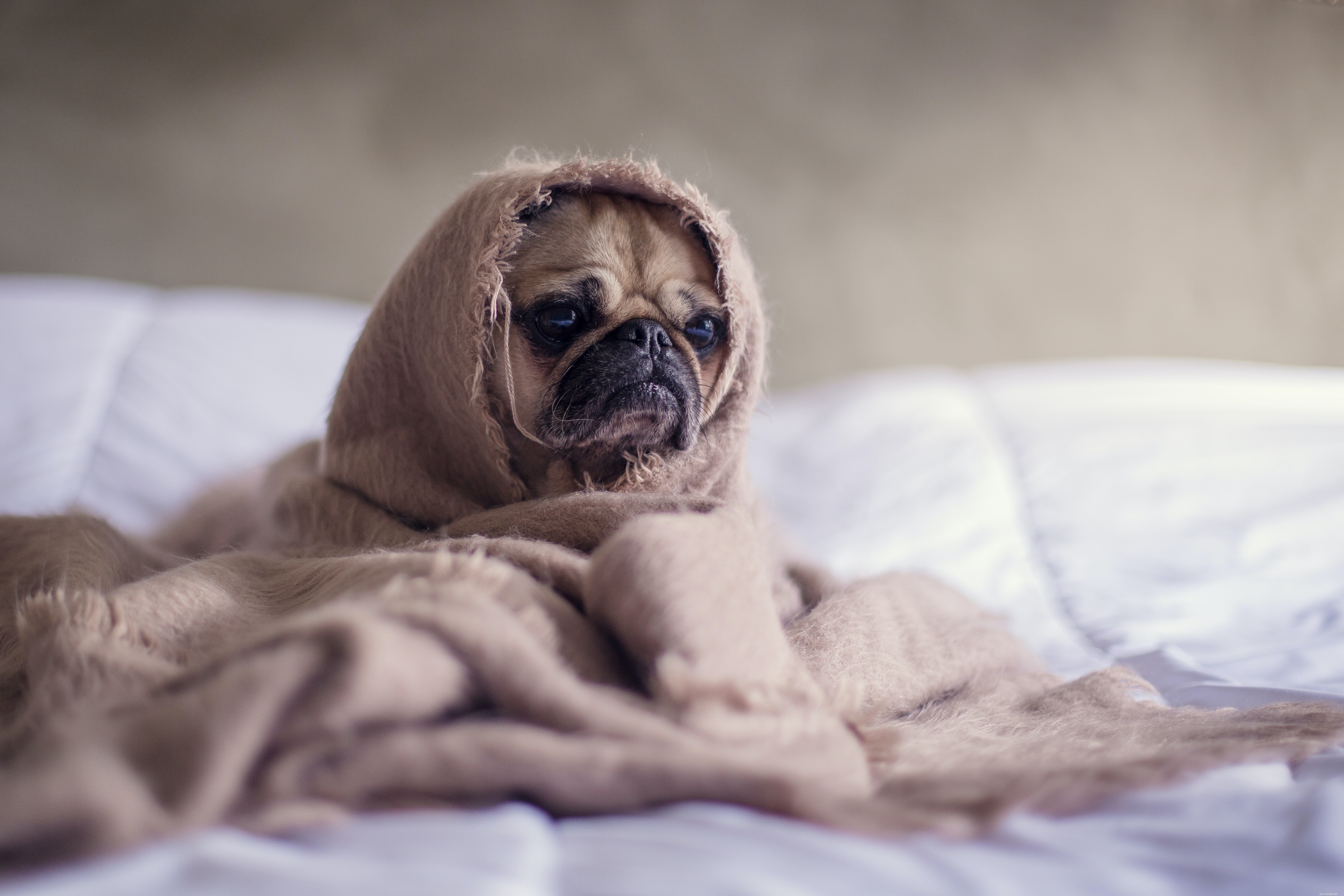 Как предотвратить распространенную зимнюю болезнь у собак?